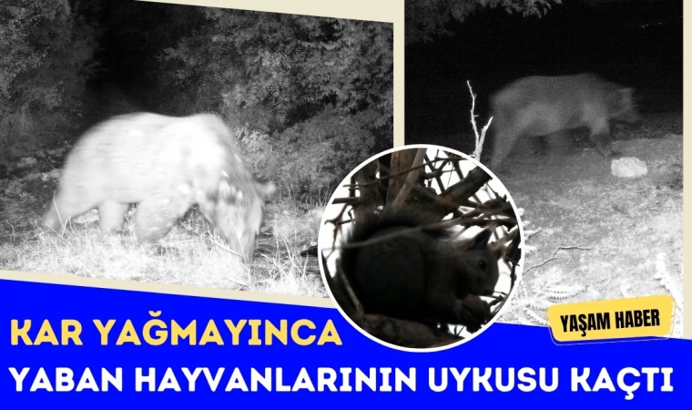 Kar Yağmayınca Yaban Hayvanlarının Uykusu Kaçtı