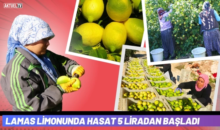 Lamas Limonunda Hasat 5 Liradan Başladı