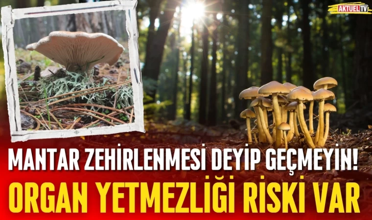 Mantar Zehirlenmesinin Deyip Geçmeyin! Organ Yetmezliği Riski Var