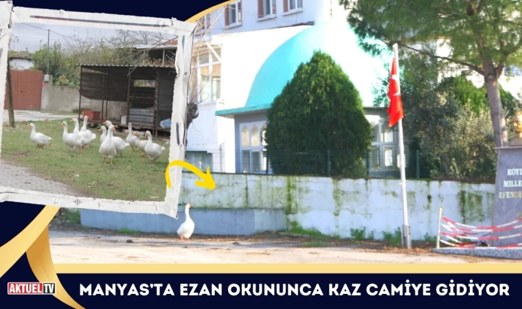 Manyas’ta Ezan Okununca Kaz Camiye Gidiyor