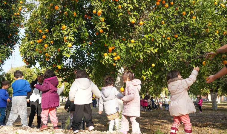 Minikler Portakal Hasadı Yaptı