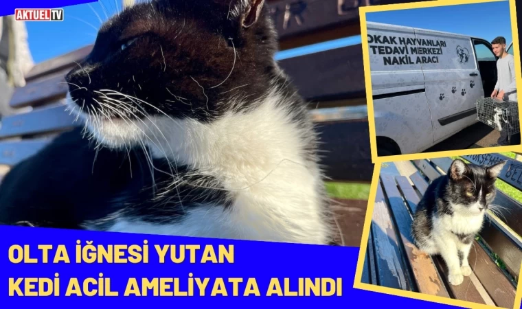 Olta İğnesi Yutan Kedi Acil Ameliyata Alındı