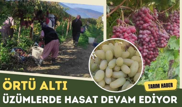 Örtü Altı Üzümlerde Hasat Devam Ediyor