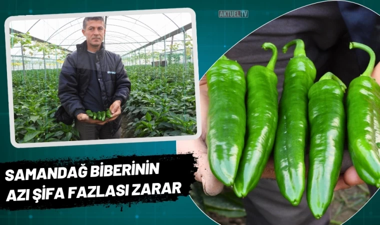 Samandağ Biberinin Azı Şifa Fazlası Zarar