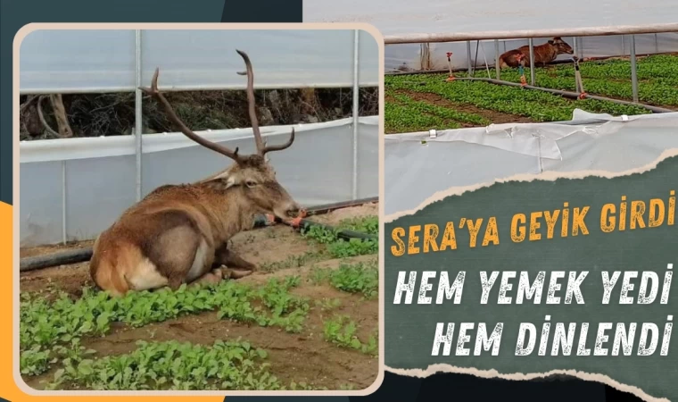 Sera’ya Giren Geyik Hem Yedi Hem Dinlendi