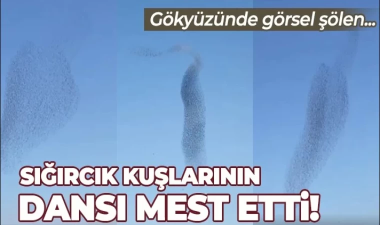 Sığırcık Kuşlarının Dansı Hayran Bıraktı