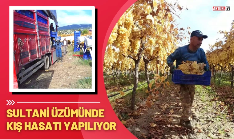 Sultani Üzümünde Kış Hasatı Yapılıyor