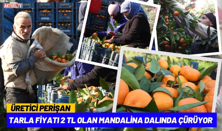 Tarla Fiyatı 2 TL Olan Mandalina Dalında Çürüyor