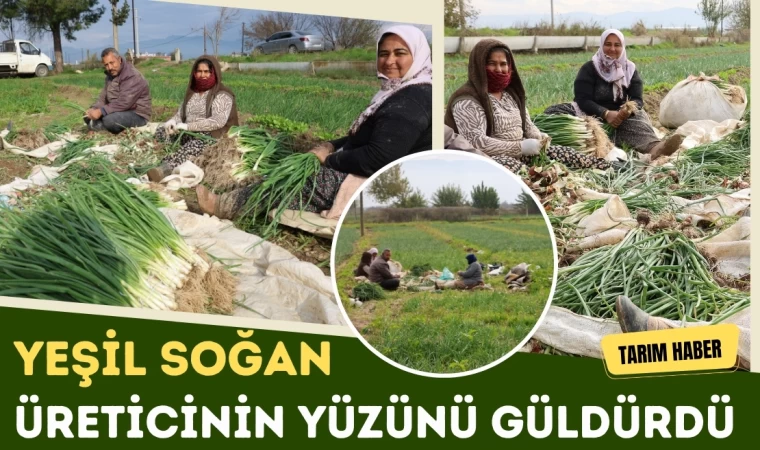 Yeşil Soğan Üreticinin Yüzünü Güldürdü