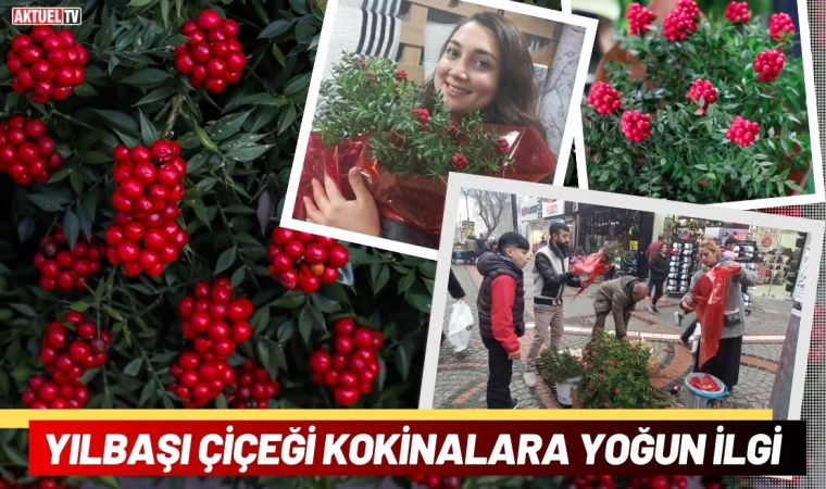 Yılbaşı Çiçeği Kokinalara Yoğun İlgi