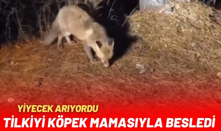 Yiyecek Arayan Tilkiyi Köpek Mamasıyla Besledi