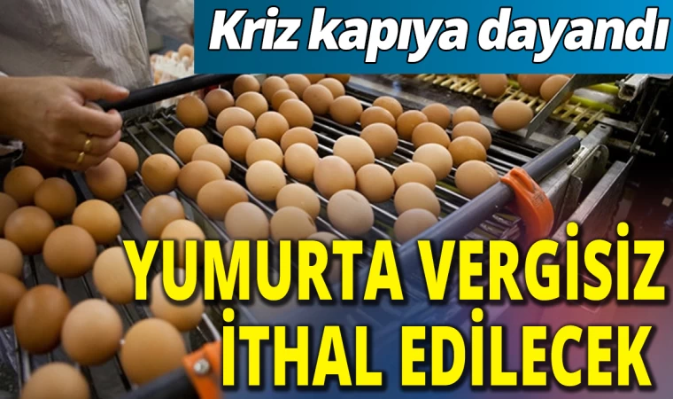 Yumurta Vergisiz İthal Edilecek