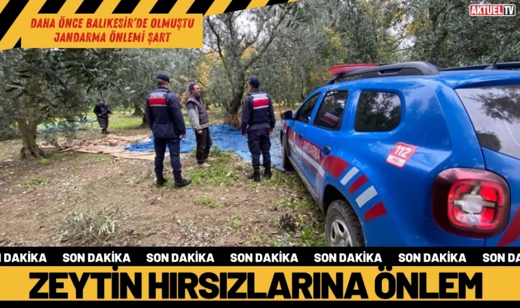 Zeytin Hırsızları Artıyor Jandarmalar Teyakkuzda