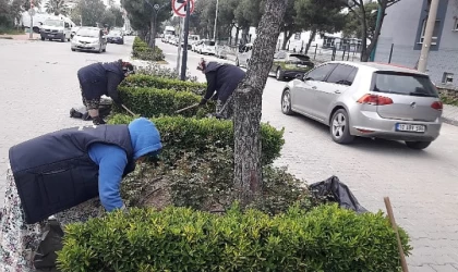 Burhaniye’de yabani ot temizliği çalışmaları başladı