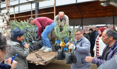 Denizli’de 573 çiftçiye 45 bin adet zeytin fidanı dağıtılıyor