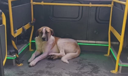 Edremit’te minibüs yolculuğu yapan köpek, şoförlerin maskotu oldu.