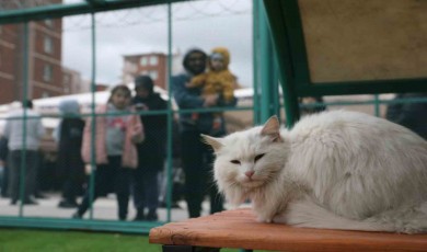 Küçük Dostlar Kedi Kasabası Açıldı