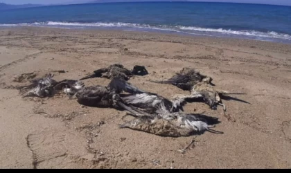 Kuşadası’nda yelkovan kuşları ölü bulundu