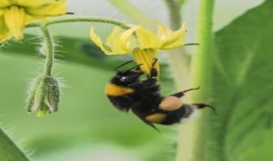 Ordu’da seralara bombus arısı dopingi