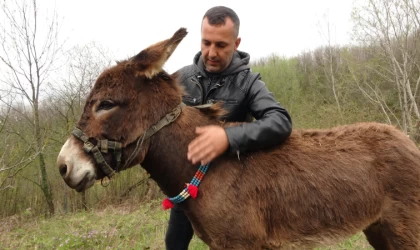 Pendik’te, internetten 7 bin 500 TL’ye satışa çıkarılan eşek ilgi odağı oldu