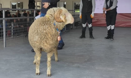 Balıkesir’den Manisa’ya 76 bin 100 TL’ye koç satıldı