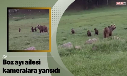 Boz ayı ailesi kameralara yansıdı