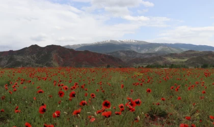 Tarlalarda Gelincik şöleni