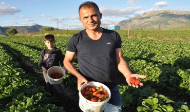 Organik Sason çileğinde yılın ilk hasadı başladı