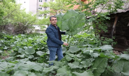 Şemsiye gibi kabalak otu