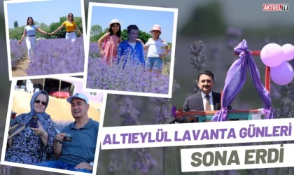 Altıeylül Lavanta Günleri Sona Erdi