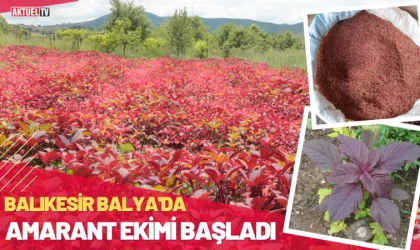 Balıkesir Balya’da Amarant Ekimi Başladı