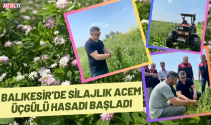 Balıkesir’de Silajlık Acem Üçgülü Hasadı Başladı