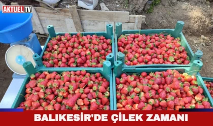 Balıkesirli Genç girişimciler çilek yetiştiriyor