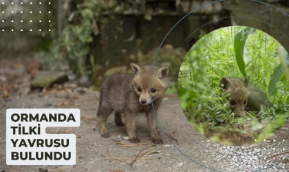 Dağlık alanda yavru tilki bulundu