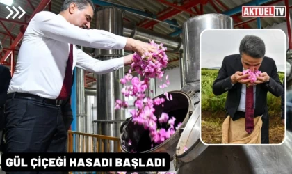 Gül çiçeği hasadı başladı