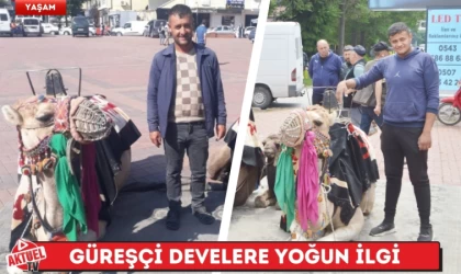 Güreşçi Develere Yoğun İlgi