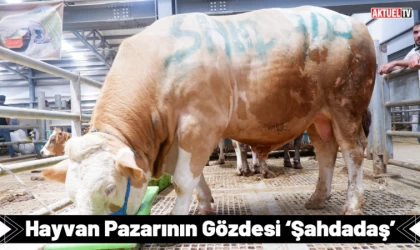 Hayvan Pazarının Gözdesi ‘Şahdadaş’