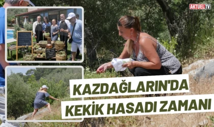 Kazdağları Kekik Hasadı Başladı