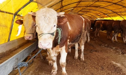 Kurban Pazarı Kuruldu, Satışlar Başladı