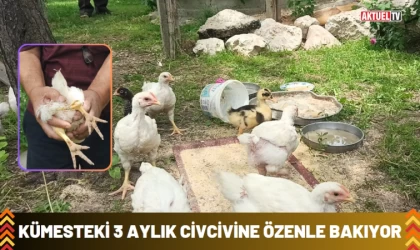 Kümesteki 3 ayaklı civcivine özenle bakıyor