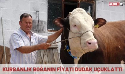 Kurbanlık boğanın fiyatı dudak uçuklattı