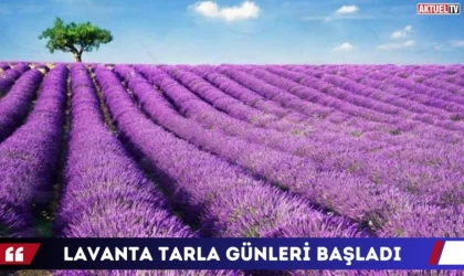 Lavanta Tarla Günleri Başladı