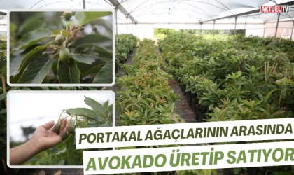 Portakal Ağaçlarının Arasında Avokado Üretip Satıyor