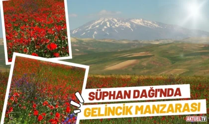 Süphan Dağı’nda Gelincik Manzarası