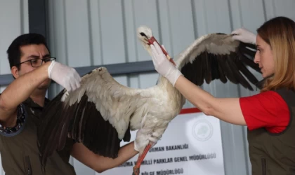 Akıma Kapılan Leylek Yeniden Hayat Buldu