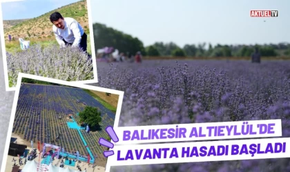 Altıeylül’de Lavanta Hasadı Başladı