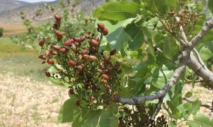 Antepfıstığı Fidanları Yüz Güldürdü