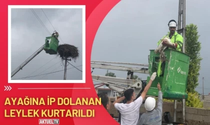 Ayağına İp Dolanan Leylek Kurtarıldı