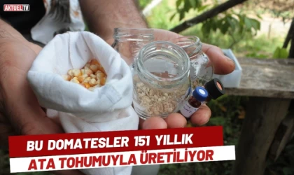 Bu Domatesler 151 Yıllık Ata Tohumuyla Üretiliyor