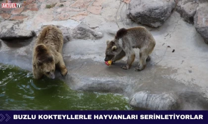 Buzlu Kokteyllerle Hayvanları Serinletiyorlar